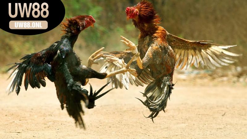 Các loại hình Đá gà online UW88