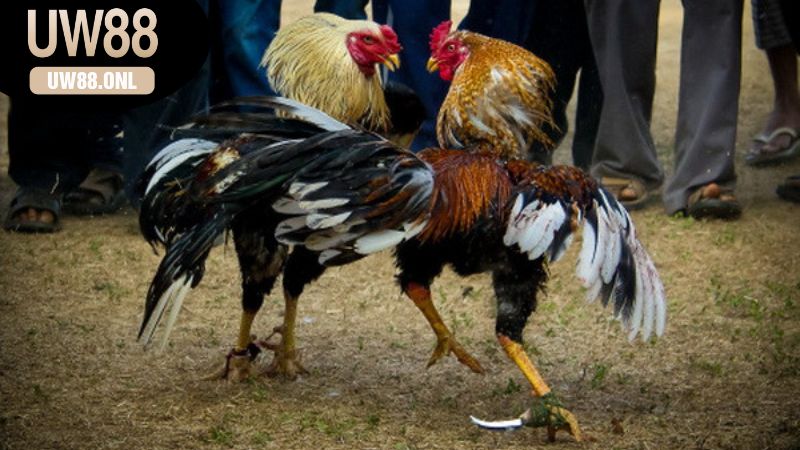 So sánh Đá gà online UW88 và các nhà cái khác