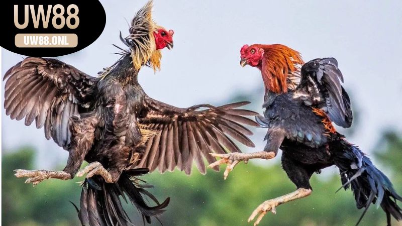 Các địa điểm và nền tảng chơi đá gà online tại UW88