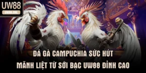 Đá Gà Campuchia Sức Hút Mãnh Liệt Từ Sới Bạc UW88 Đỉnh Cao